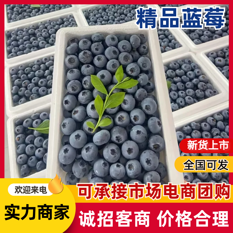 花香蓝莓山东蓝莓莒县蓝莓品种齐全纯甜无酸全国发货