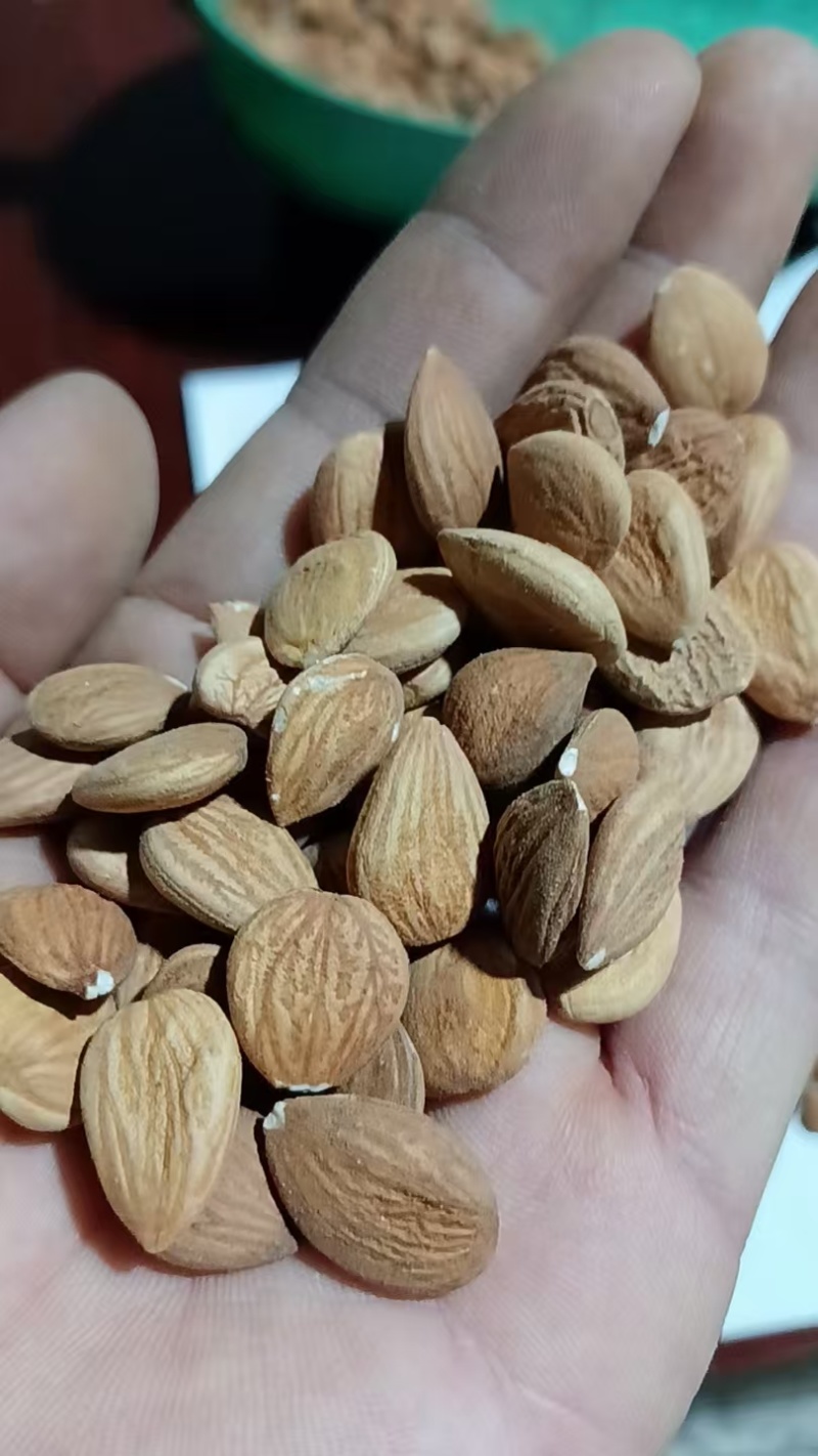 甘肃杏仁，新货上市，颗粒饱满，产地直发