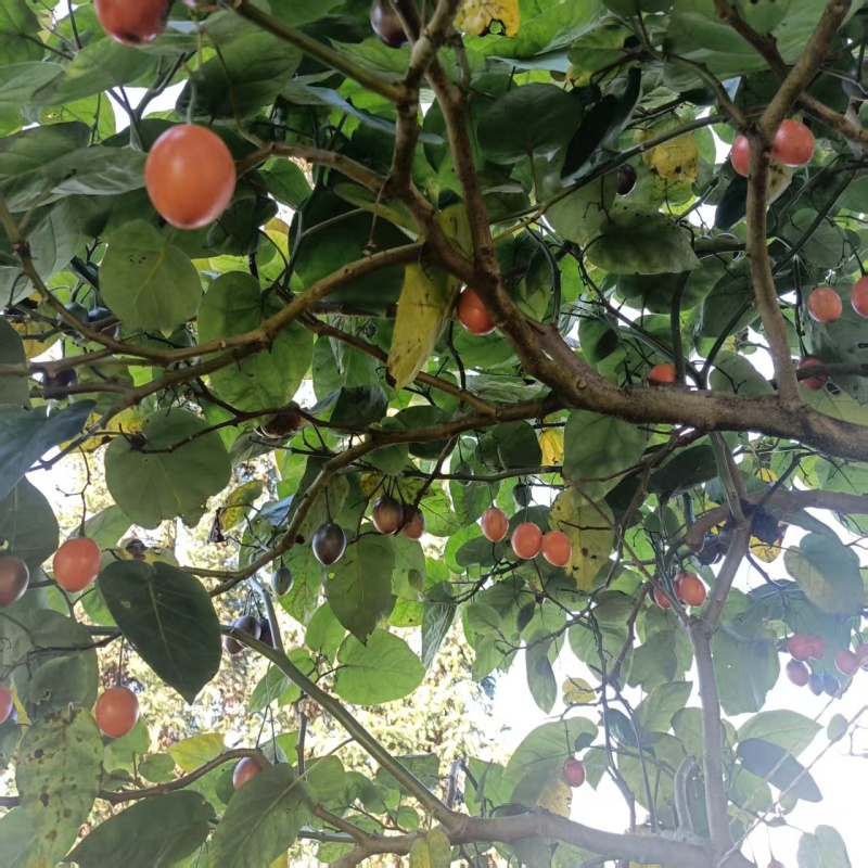 【实力推荐】大树番茄洋番茄鸡蛋果产地直发一手货源