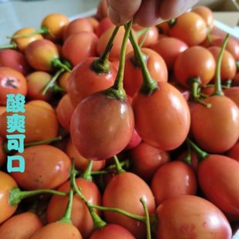 【实力推荐】大树番茄洋番茄鸡蛋果产地直发一手货源