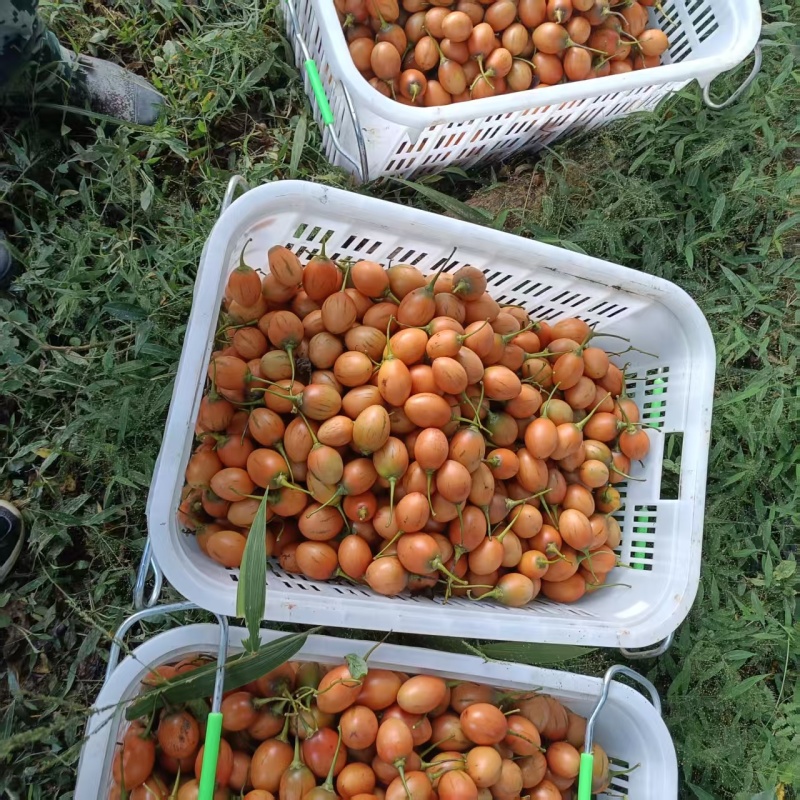大树番茄树番茄洋酸茄云南特产基地直发一手货源