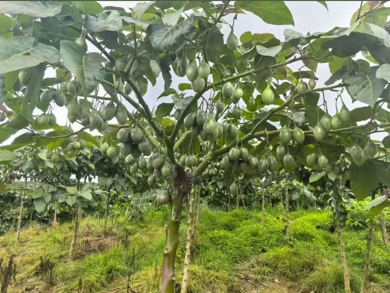 大树番茄树番茄洋酸茄云南特产基地直发一手货源