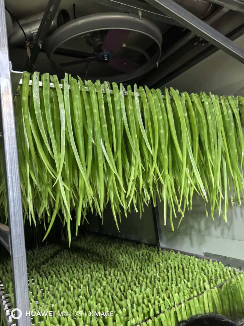 【实力推荐】贡菜云南产地现货先发量大从优可视频看货对接