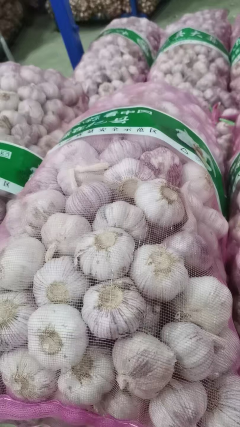 【优质大蒜】河南大蒜，规格齐全，产地直发诚信经营