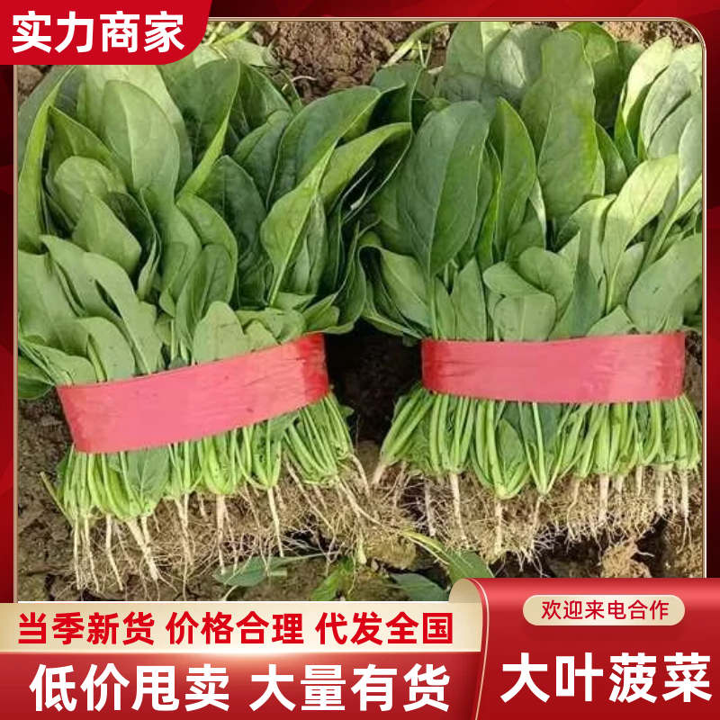 精品大叶菠菜货源充足量大从优产地供应对接全国欢迎咨询