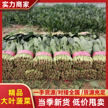 精品河北大叶菠菜质量保证货源充足量大从优欢迎咨询