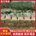 精品河北大叶菠菜质量保证货源充足量大从优欢迎咨询