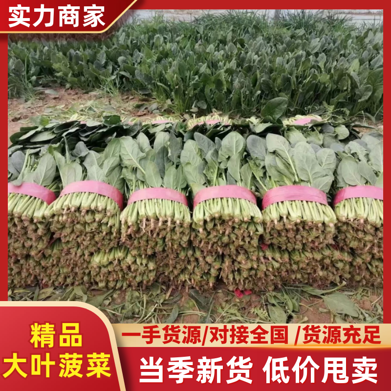 精品河北大叶菠菜质量保证货源充足量大从优欢迎咨询