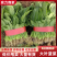 河北邢台精品菠菜，商超供应，品质保证，量大从优，一手货源