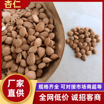 甘肃杏仁，新货上市，颗粒饱满，产地直发