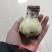 朱顶红奥拉夫多年生球根花叶片茂盛状态好自然球