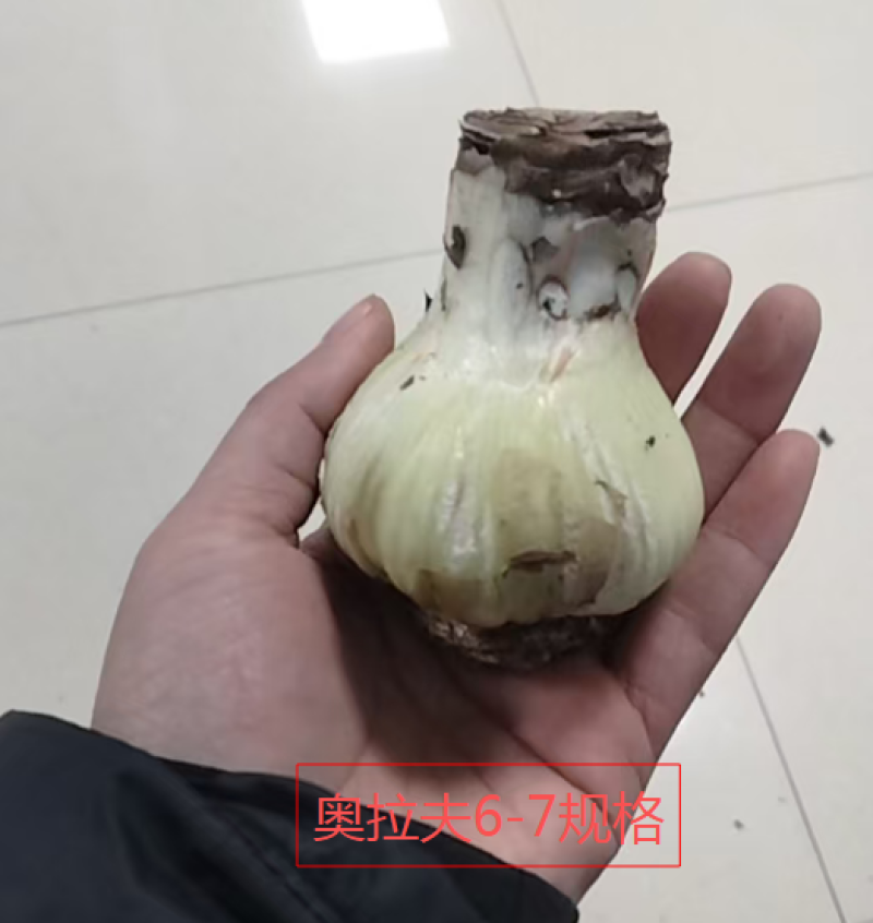 朱顶红奥拉夫多年生球根花叶片茂盛状态好自然球