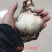 朱顶红奥拉夫多年生球根花叶片茂盛状态好自然球