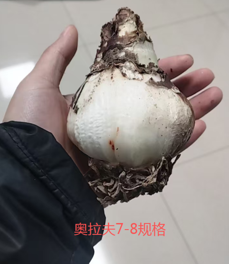 朱顶红奥拉夫多年生球根花叶片茂盛状态好自然球