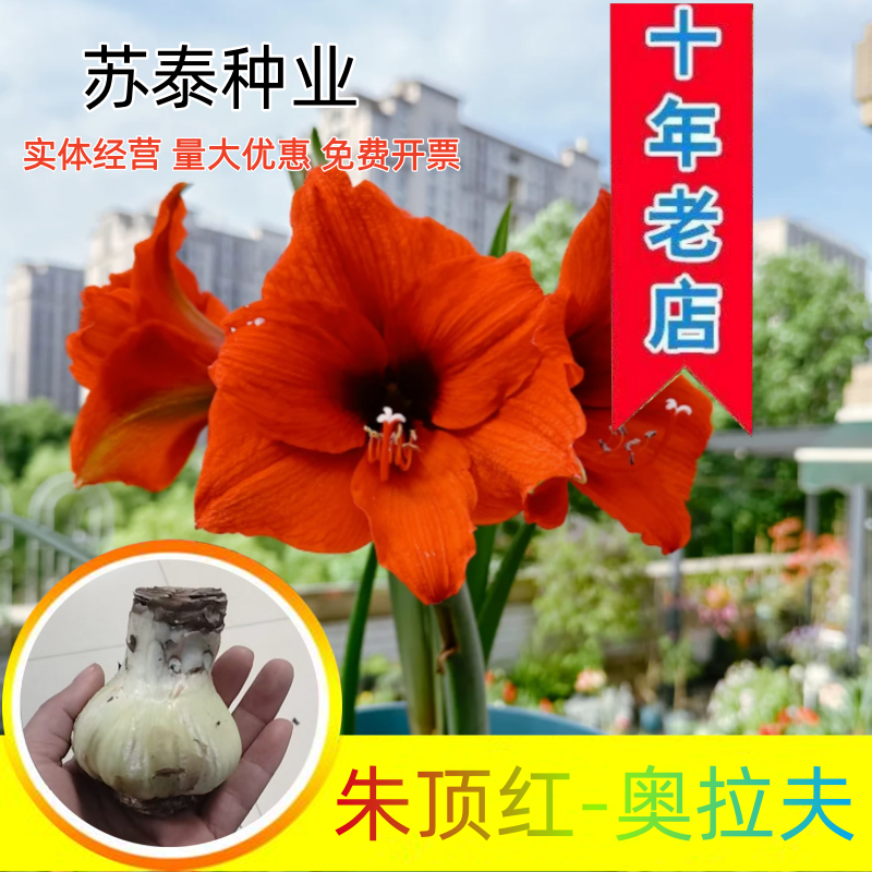 朱顶红奥拉夫多年生球根花叶片茂盛状态好自然球