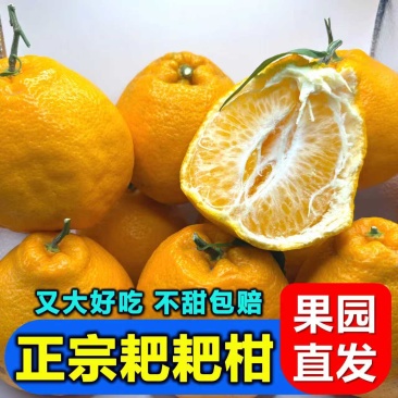 眉山精品耙耙柑，大量现货速发，保质保量欢迎选购