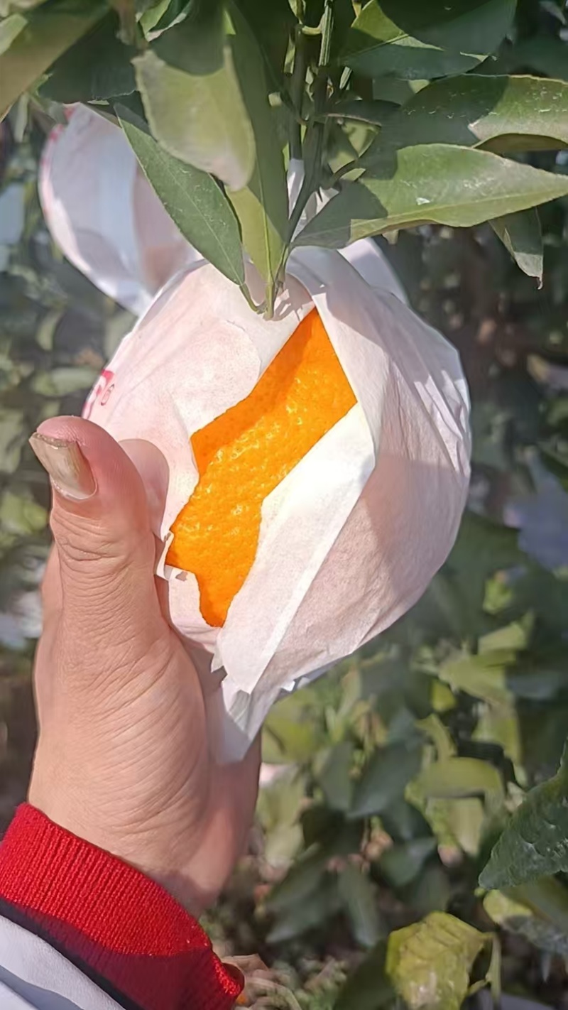 眉山精品耙耙柑，大量现货速发，保质保量欢迎选购