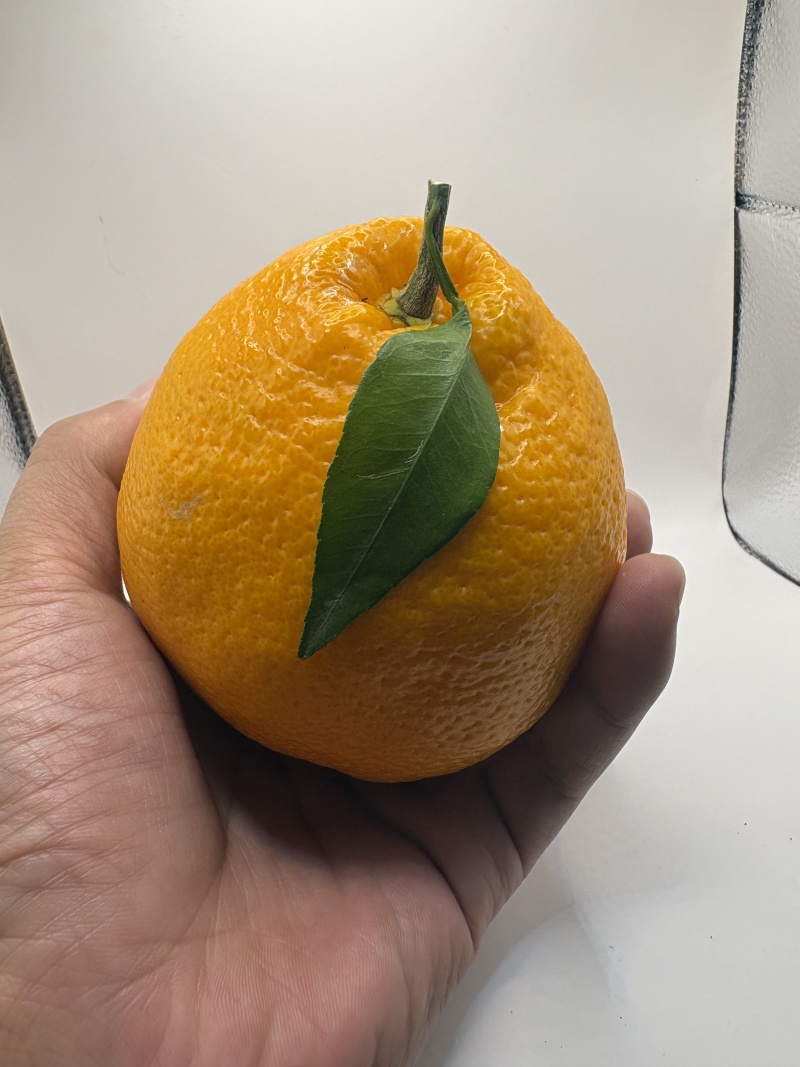 眉山精品耙耙柑，大量现货速发，保质保量欢迎选购