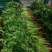 香菜30厘米以上产区直发分拣加工标准稳定档口收货