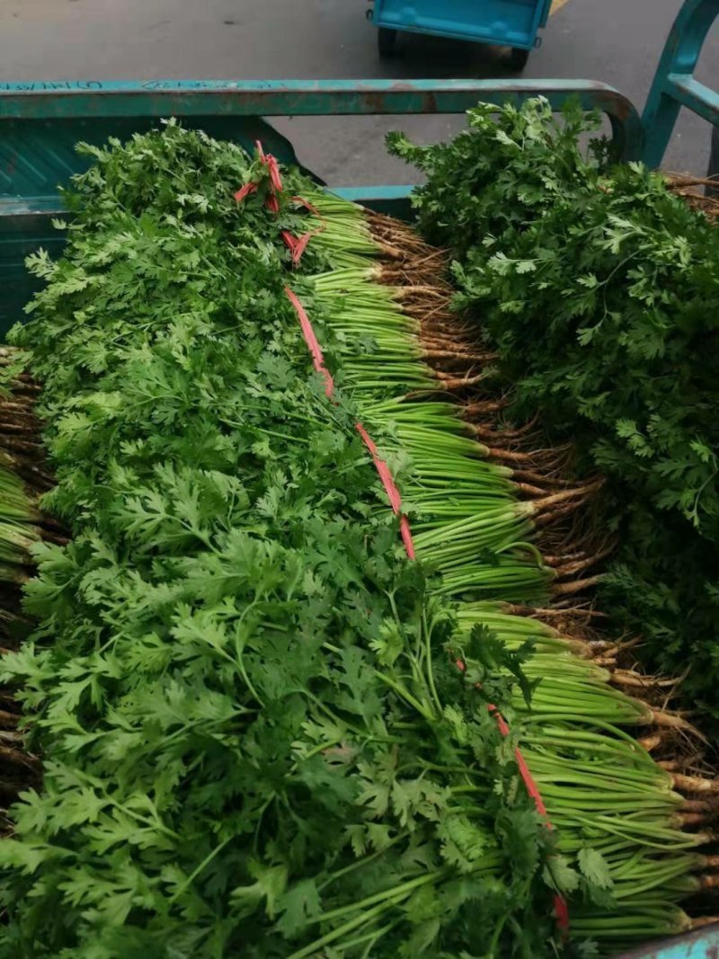 香菜30厘米以上产区直发分拣加工标准稳定档口收货