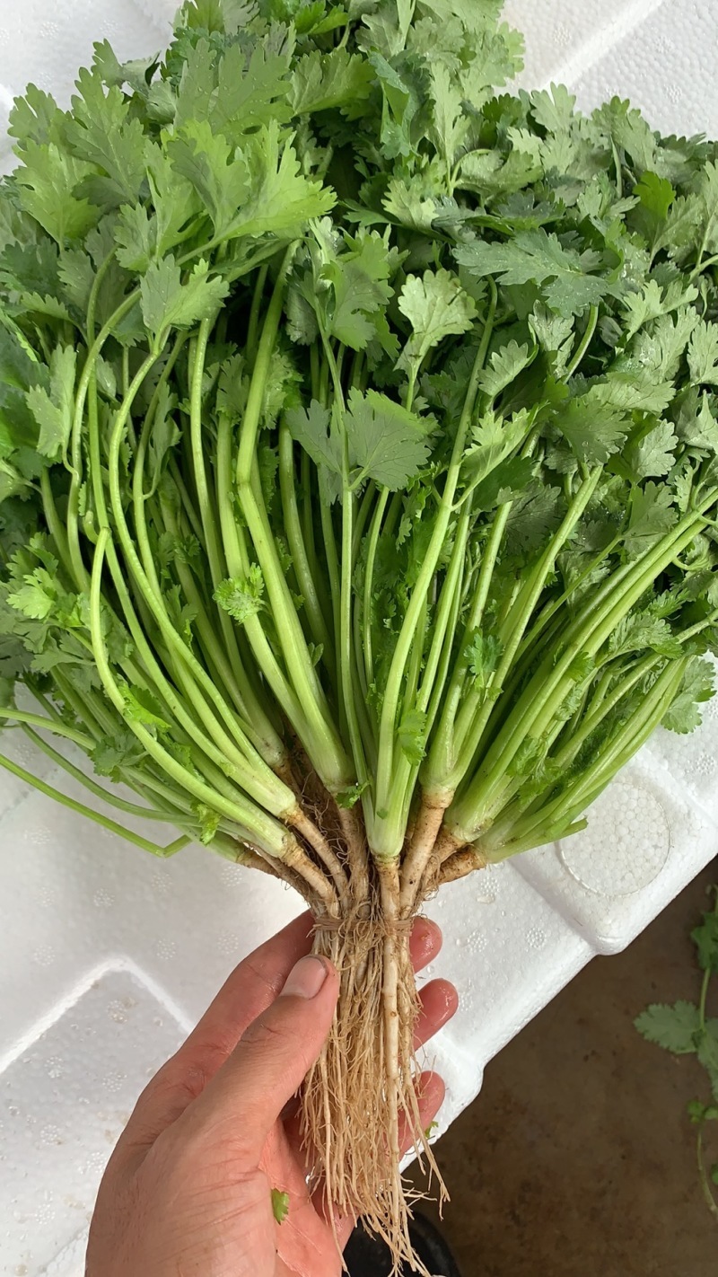 香菜30厘米以上产区直发分拣加工标准稳定档口收货