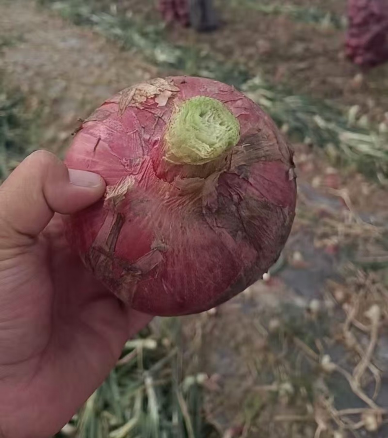 云南原产地精品紫皮洋葱基地直供质量保证货源充足全国发货