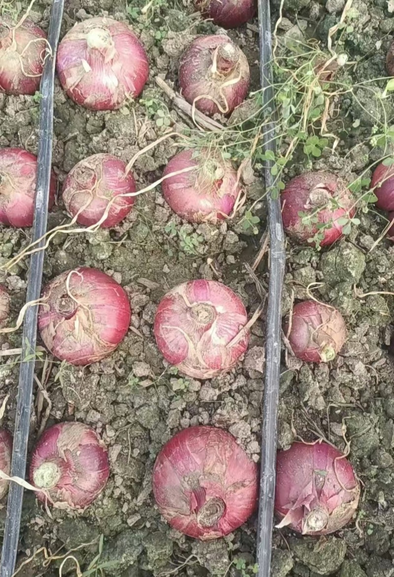 云南原产地精品紫皮洋葱基地直供质量保证货源充足全国发货