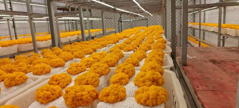 精品金耳产地直发品质保证价格优惠实力商家