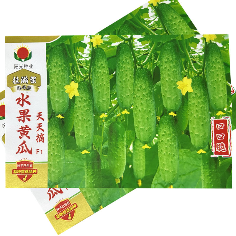 挂满架串串水果黄瓜种子天天摘口口脆瓜绿色肉质脆嫩