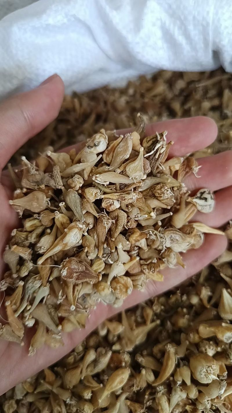 冰球子树上果紫色冰球子绿色冰球子白色冰球子冰球