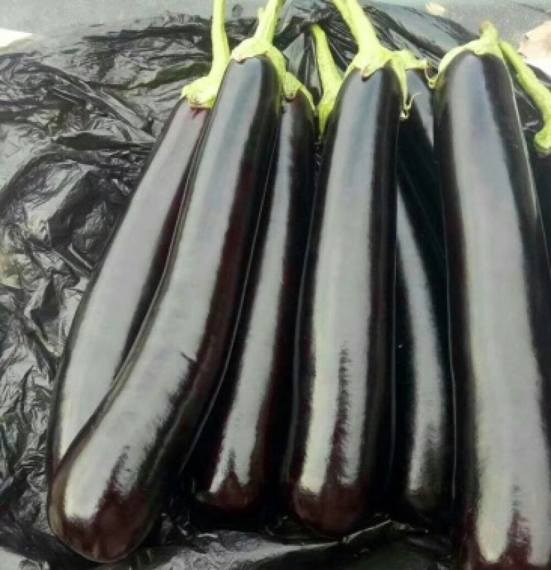 【热卖推荐】黑茄王765黑茄茄子101对接全国市场商