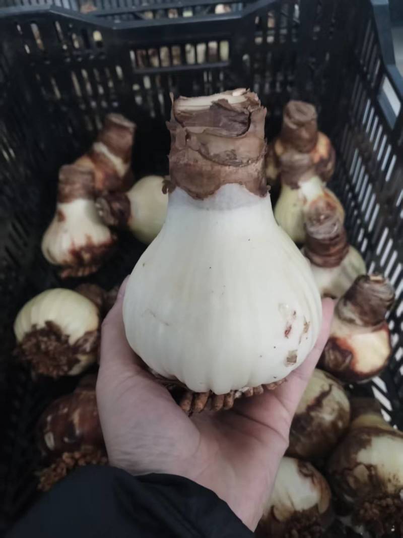朱顶红种球单瓣多年生雷诺娜橙色复色四季可种种球