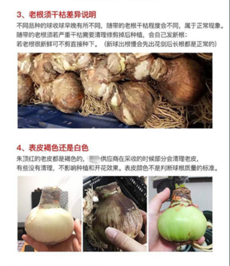 朱顶红种球单瓣多年生雷诺娜橙色复色四季可种种球