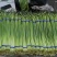 蒜薹红帽蒜薹金乡蒜薹货源充足价格实惠实力代发全国