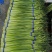 蒜薹红帽蒜薹金乡蒜薹货源充足价格实惠实力代发全国