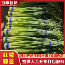 山东金乡蒜薹红帽蒜薹货源充足量大从优价格实惠