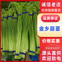 蒜薹红帽蒜薹金乡蒜薹货源充足价格实惠实力代发全国