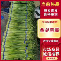 金乡精品红帽蒜薹产地直发一手货源批发品质保证量大优惠