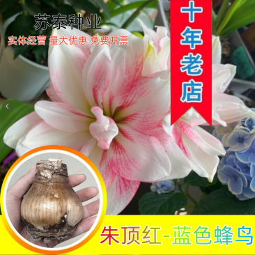 朱顶红蓝色蜂鸟种球重瓣四季可种种球阳台盆栽花草种球