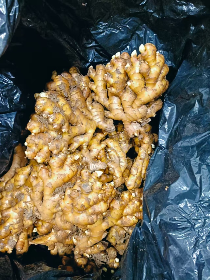 贵州精品二黄姜对接市场档口商超电商价格透明欢迎咨询