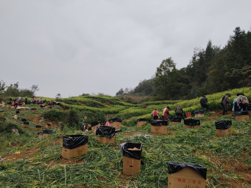 贵州精品二黄姜对接市场档口商超电商价格透明欢迎咨询