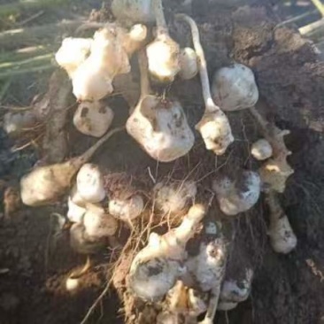 精品白洋姜/菊芋/产地直发/量大从优/诚信经营