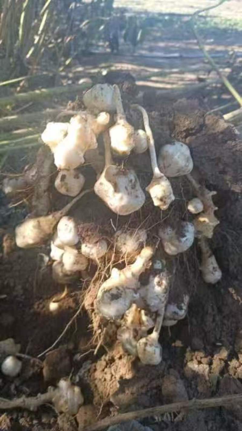 精品白洋姜/菊芋/产地直发/量大从优/诚信经营