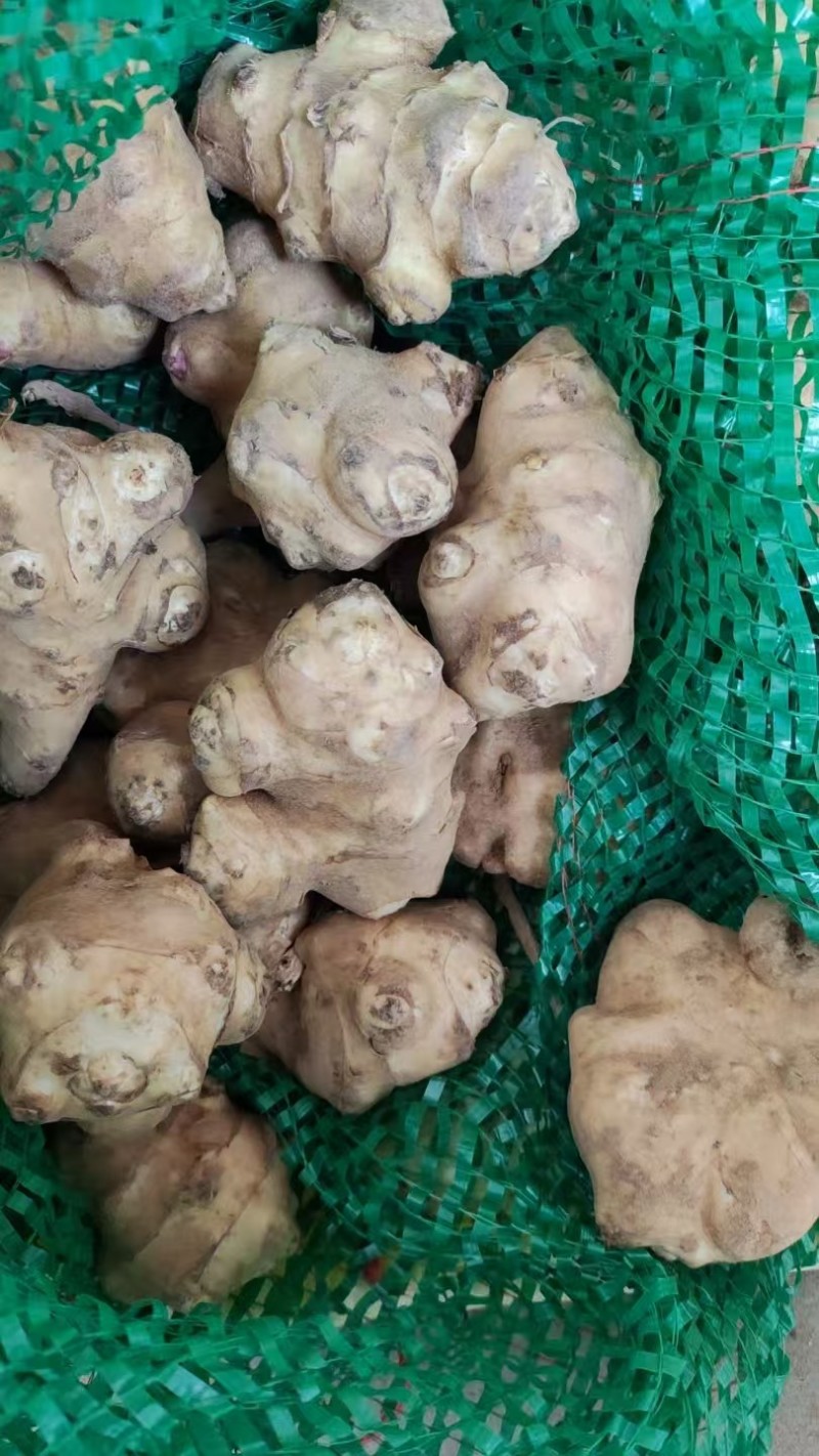 精品白洋姜/菊芋/产地直发/量大从优/诚信经营