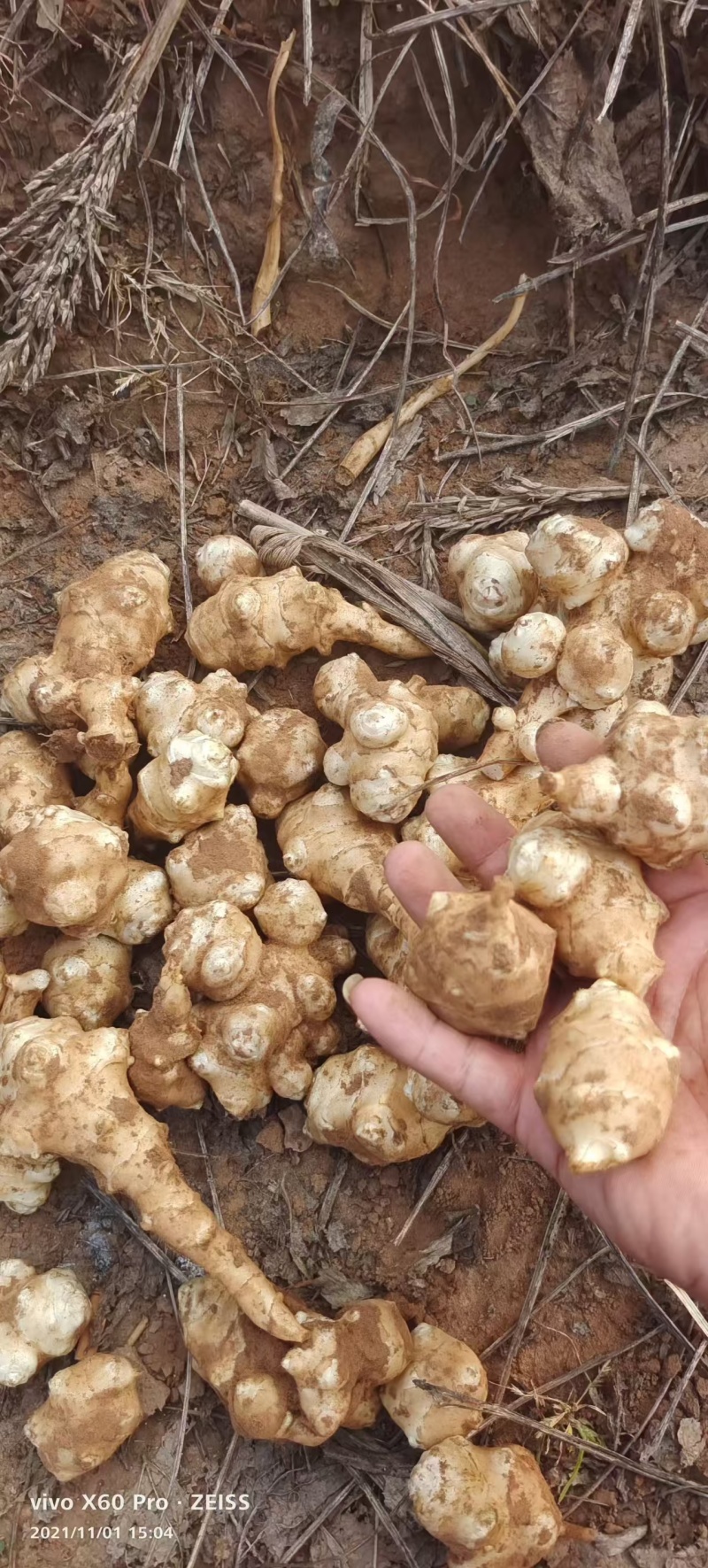 精品白洋姜/菊芋/产地直发/量大从优/诚信经营