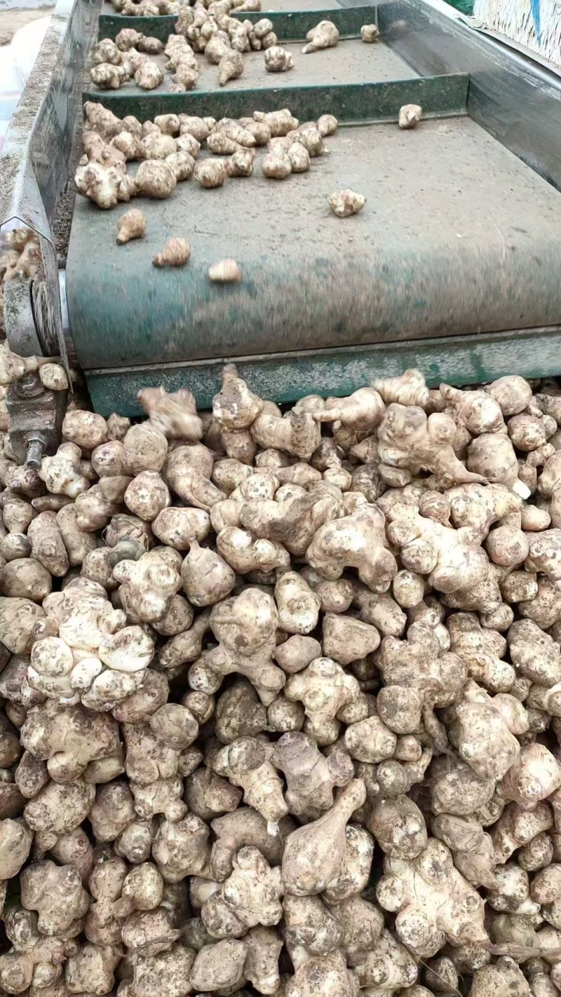 精品白洋姜/菊芋/产地直发/量大从优/诚信经营