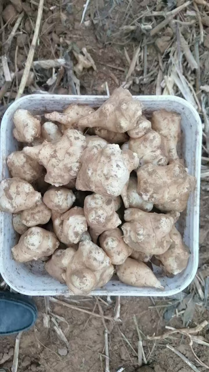 精品白洋姜/菊芋/产地直发/量大从优/诚信经营