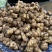 精品白洋姜/菊芋/产地直发/量大从优/诚信经营