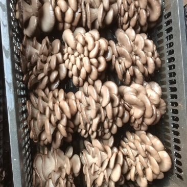 食用菌平菇