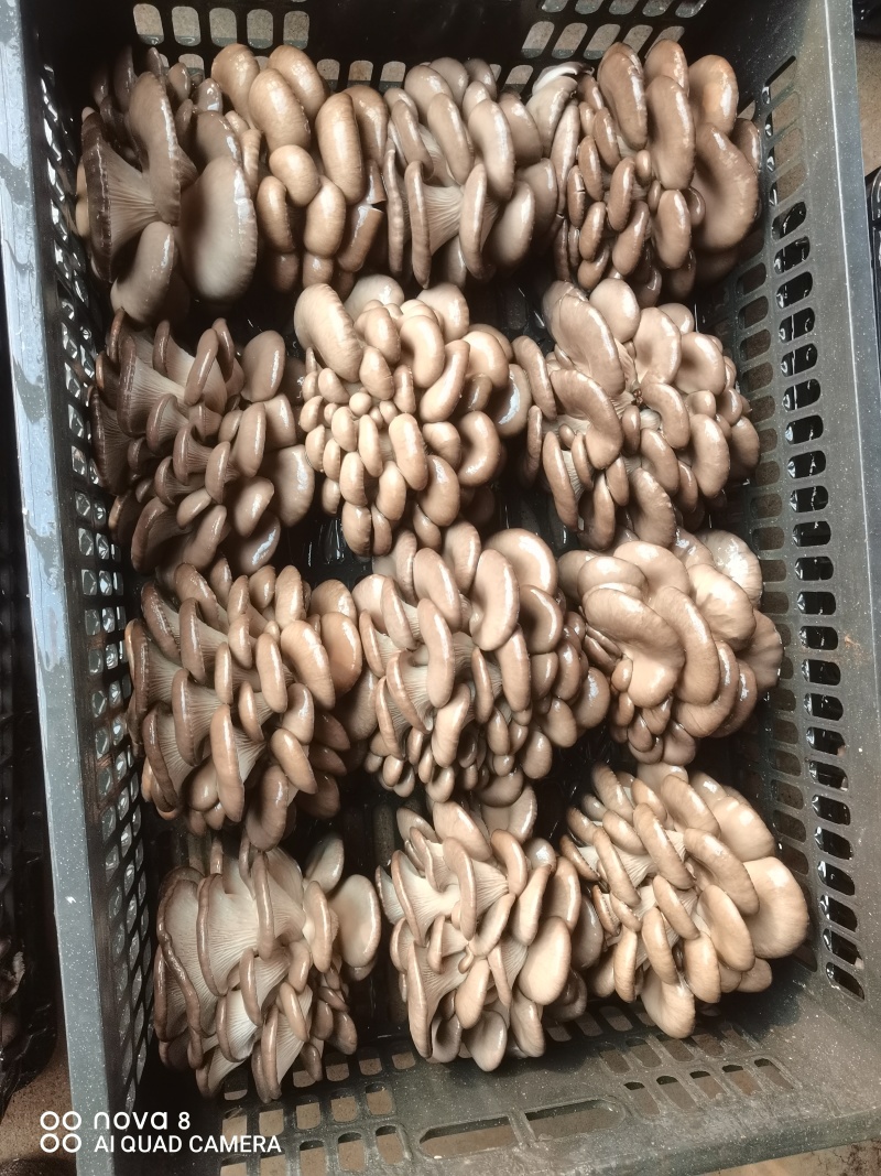 食用菌平菇